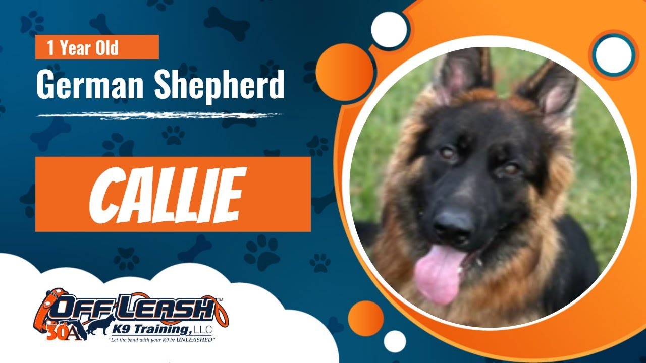 German Shepherd, 1 Y/O, Callie | German Shepherd Dog Training | Off Leash K9