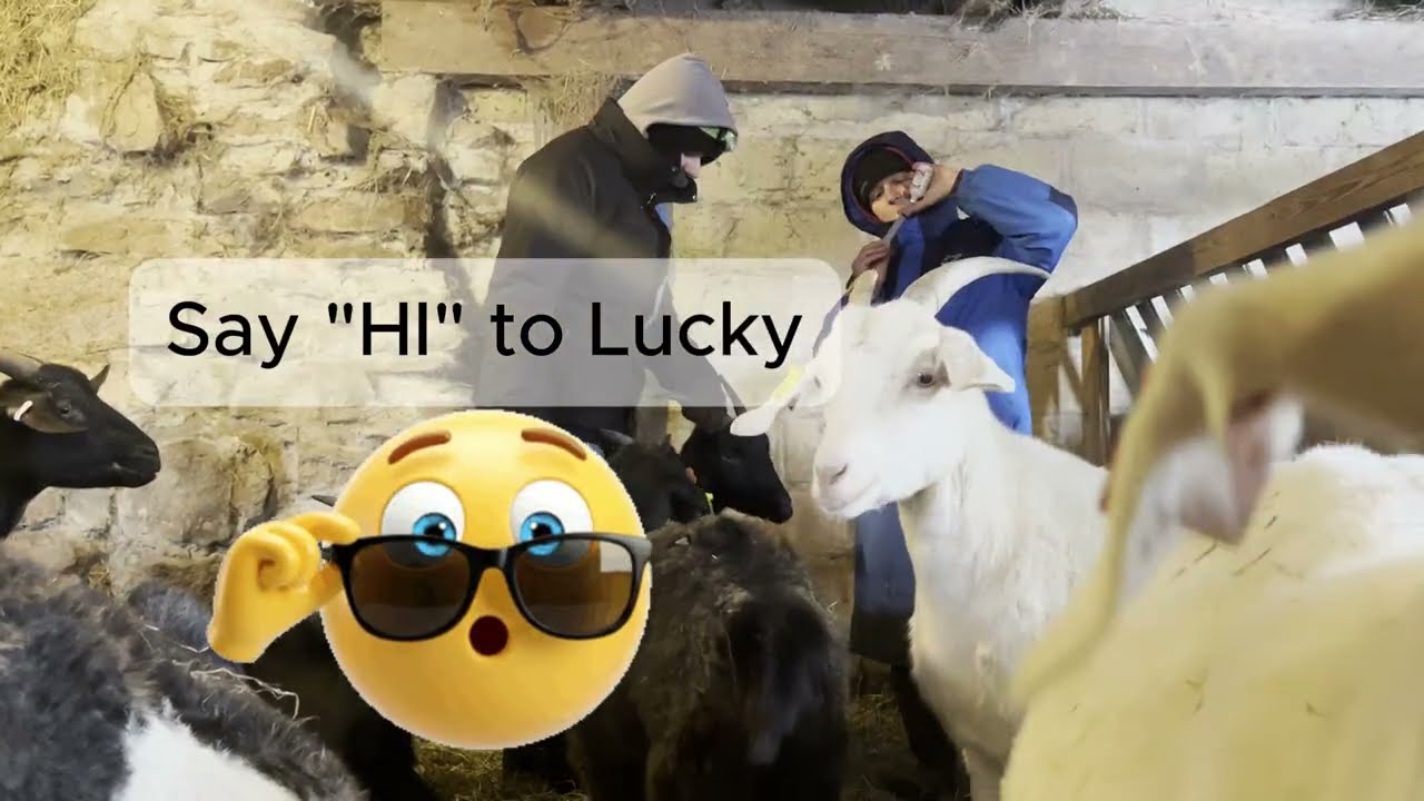 Catching pigs, guessing goats, and training a bull