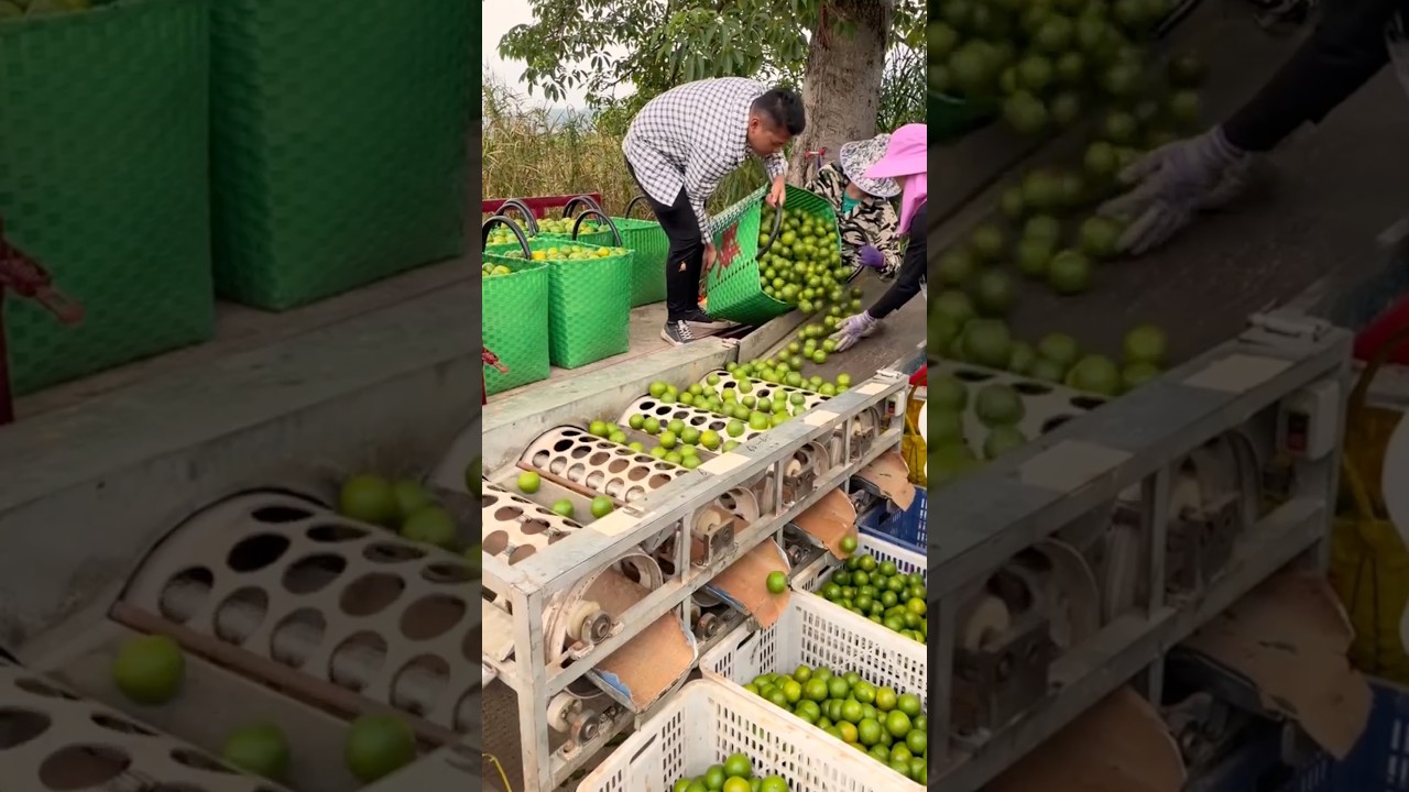 Efficient Round Fruit Sorting Machine #farmingmachines @HappyFarm85