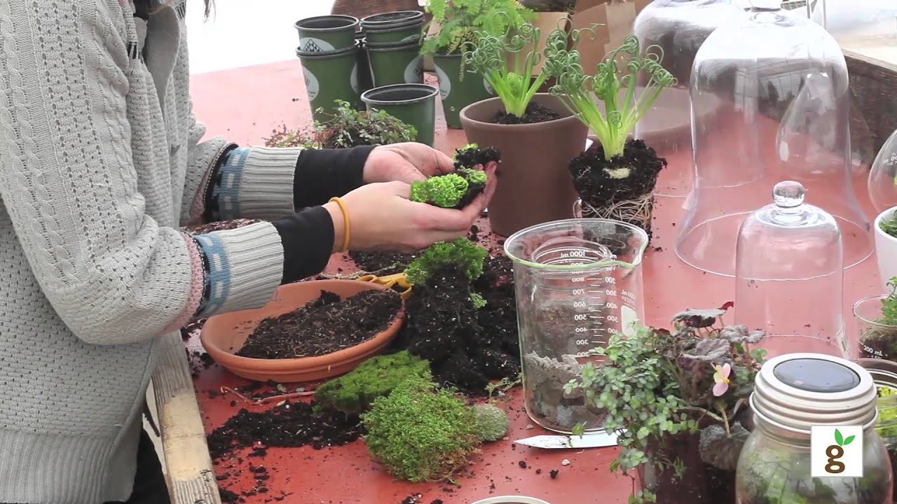 How to Build a Moss Terrarium