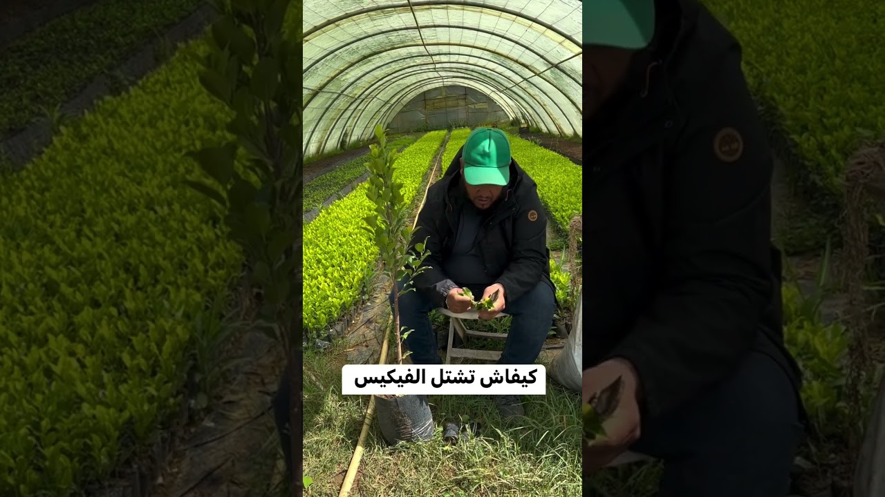 تعلم طريقة تشتيل شجرة الفيكيس بكل سهولة #الجزائر_الخضراء #خضراء_بإذن_الله