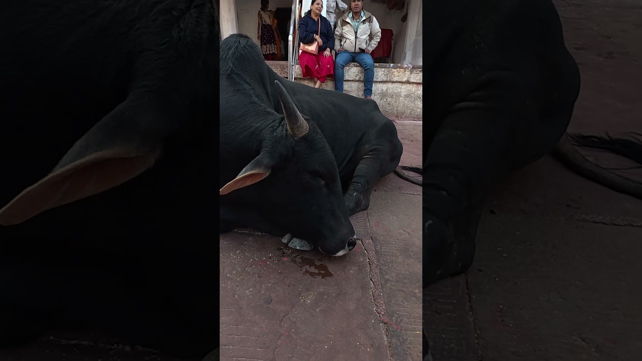 Baidhyanath Jyotirling (Deoghar Jharkhand)  #12jyotirlingyatra#हरहरमहादेव #बोलबम