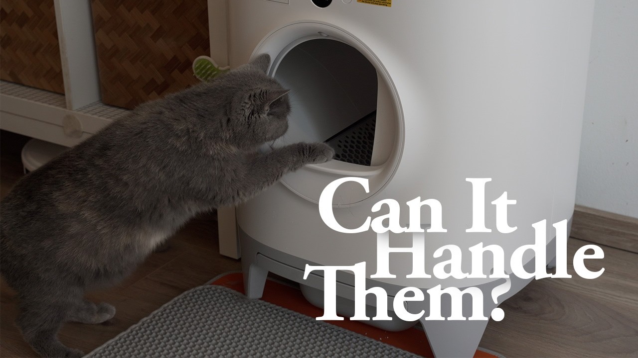Petkit Pura X - Can It Handle Multiple Cats in British Shorthair Cattery? (Honest review)