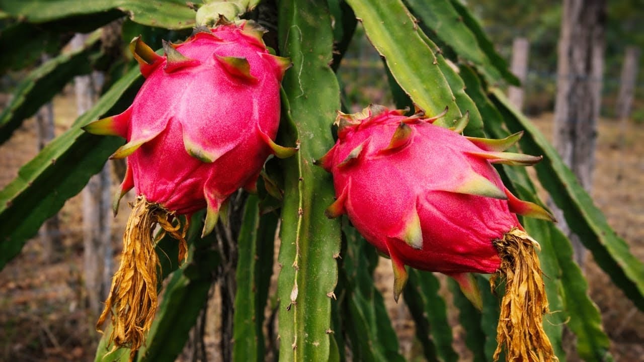 Conheça a fruta mais valiosa do Nordeste