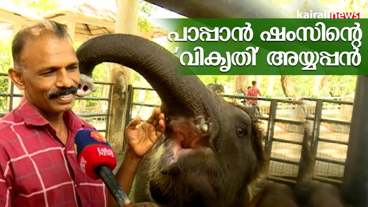 പാപ്പാൻ ഷംസിന്റെ 'വികൃതി' അയ്യപ്പൻ | Kutti Ayyappan | Elephant | Konni elephant cage