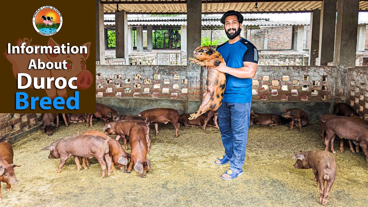 All Information About Duroc Pig | Vikas Live Stock Saharanpur Uttar Pradesh