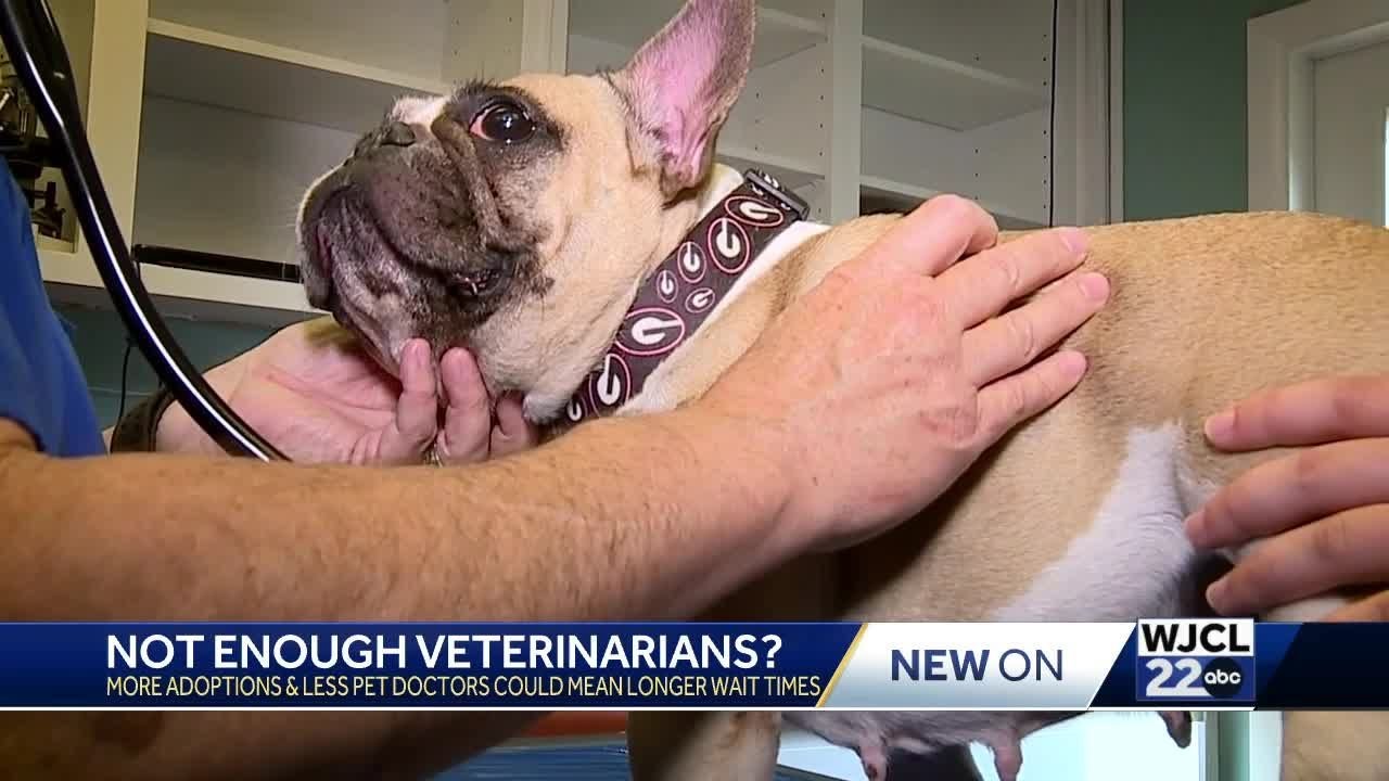 What's contributing to growing shortage of pet doctors? Wilmington Island veterinarian gives insight