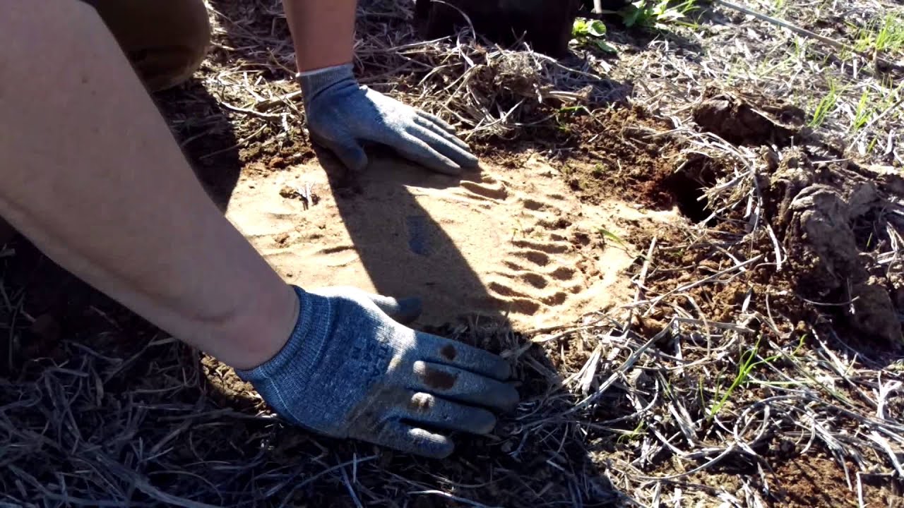 The real way to freeze proof a coyote or fox set