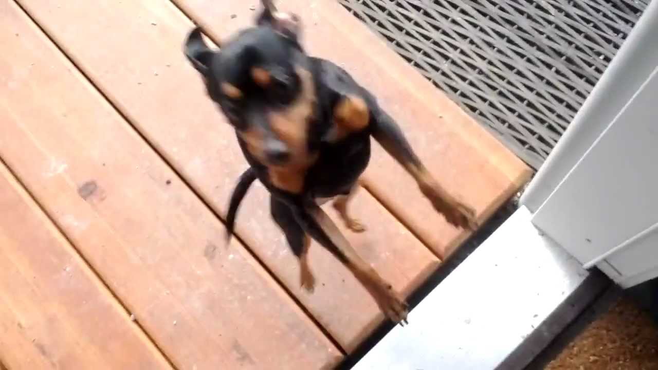 What it feels like to come home to a minpin