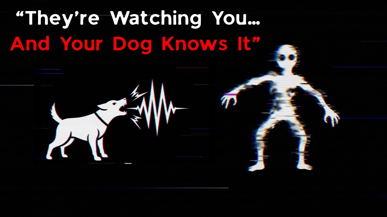 If Your Dog Barks at Night… Don’t Open the Door - analog horror