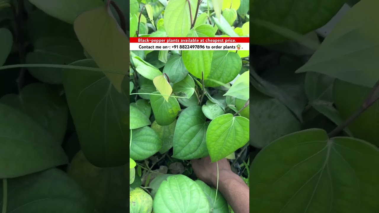 Black pepper plants 🪴 available | #blackpepper #blackpepperbenefits #agriculture #assam #wholesaler