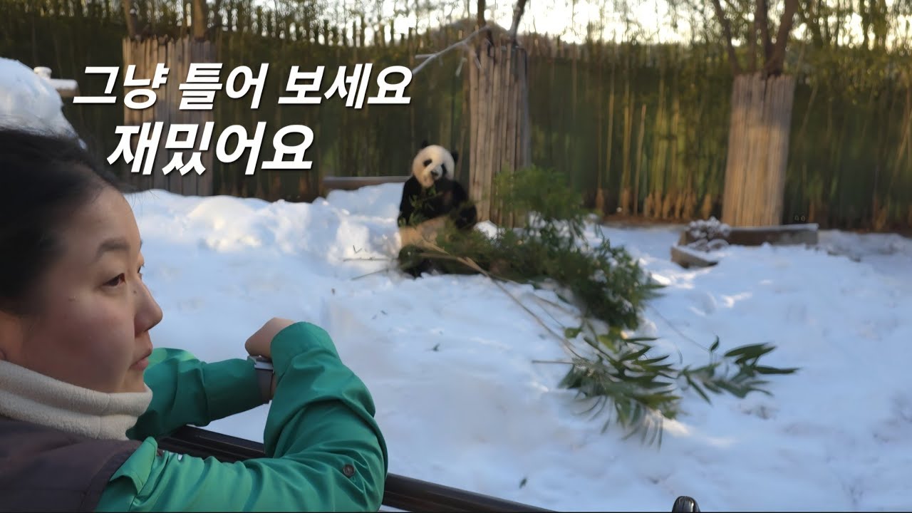 궁금하다고 해서 러바오 그냥 틀어 보세요 마음이 따뜻하고 