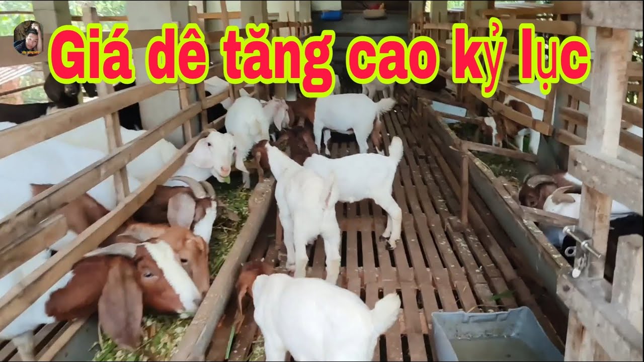 #90 Giá dê tăng cao kỷ lục, nguồn dê khan hiếm 