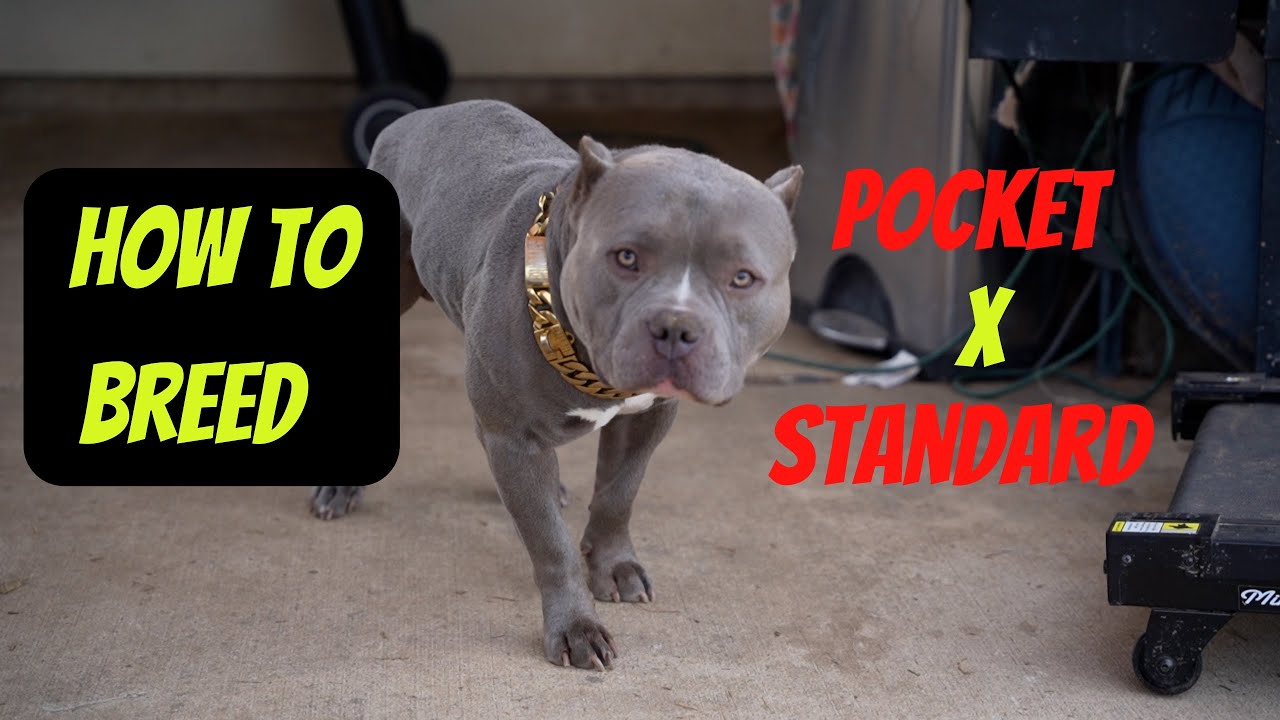 Breeding Pocket & Standard Bullies