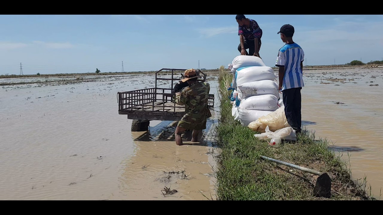 Farmer teams transport rice seed to kept at rice fields part 10 || Natural Clips ||