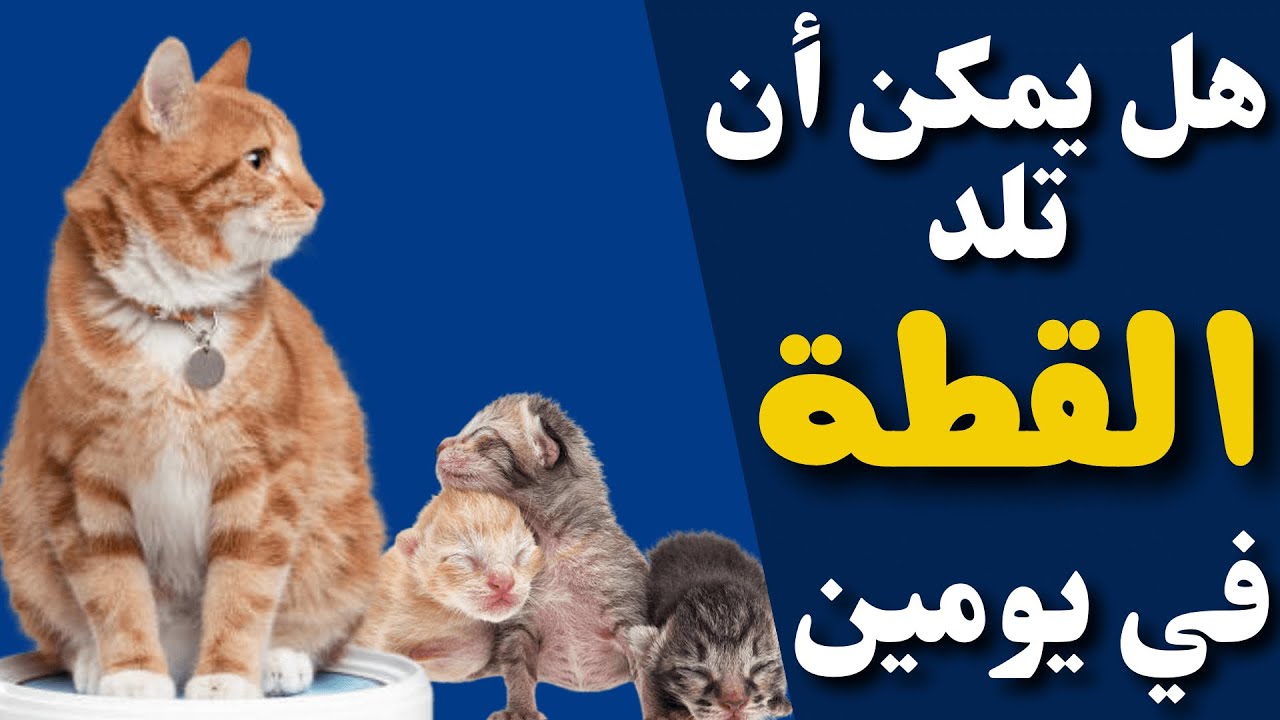هل يمكن أن تلد القطة في يومين؟علامات اقتراب القطة من الولادة!