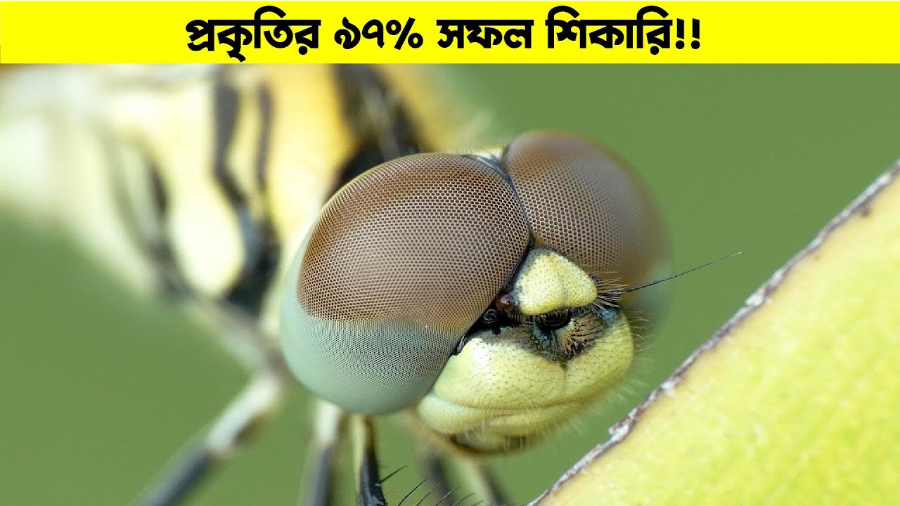 আকাশের ভয়ংকর শিকারি 🐉 ।। Dragonfly Hunting Skills Explained