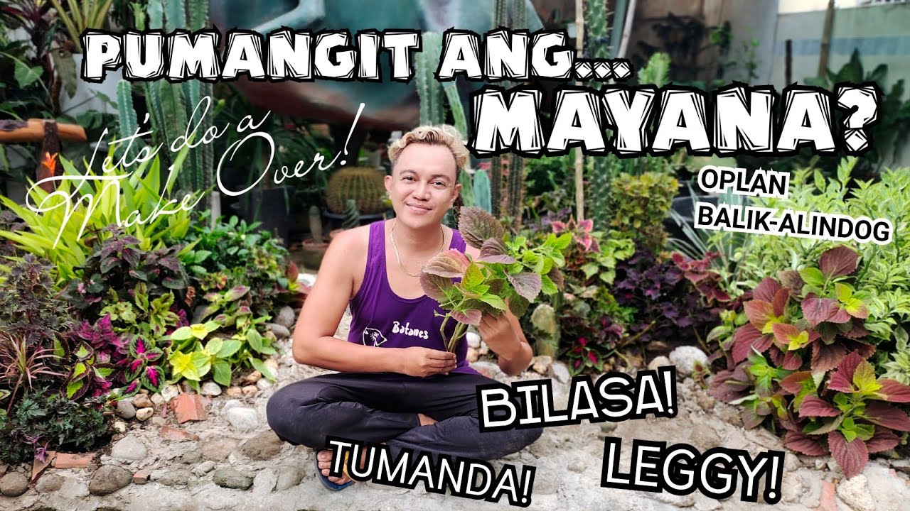 MAYANA PROBLEMS??? LETS FIX IT! | UGLY ,OLD, & LEGGY COLEUS PLANTS
