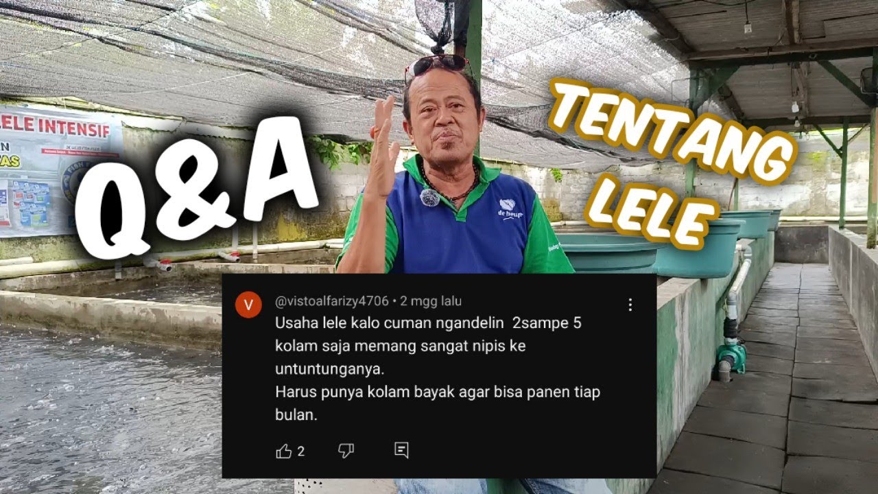 Q&A Tentang Lele‼️ Berapa Banyak Kolam Lele Agar Bisa Panen Perbulan?