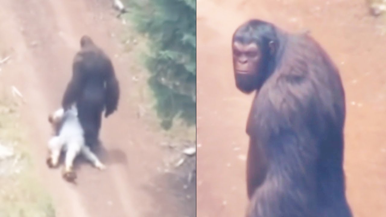 Pilot Films Bigfoot Dragging Supposed Missing Hiker Through Forest - Sasquatch Encounter Story