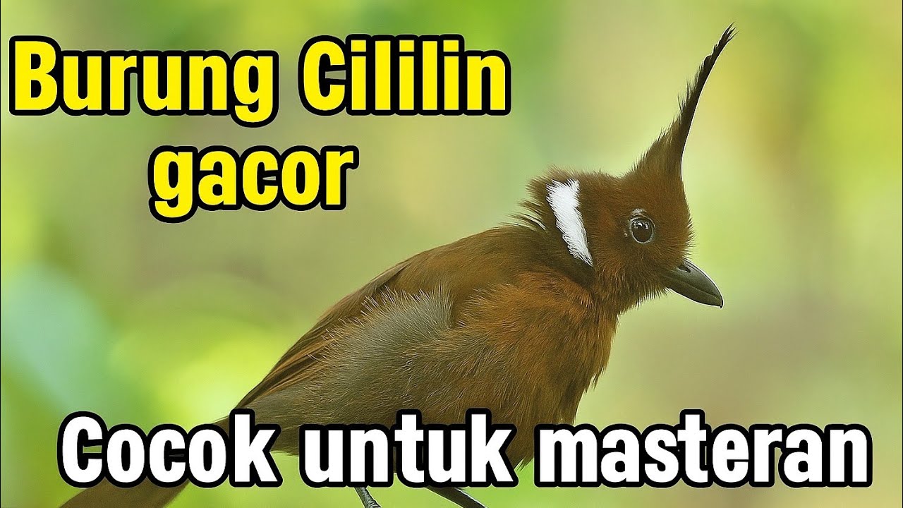 SUARA TEMBAKAN CILILIN GACOR UNTUK MASTERAN BURUNG KICAU!! AUTO DILIRIK JURI DI GANTANGAN!!! 
