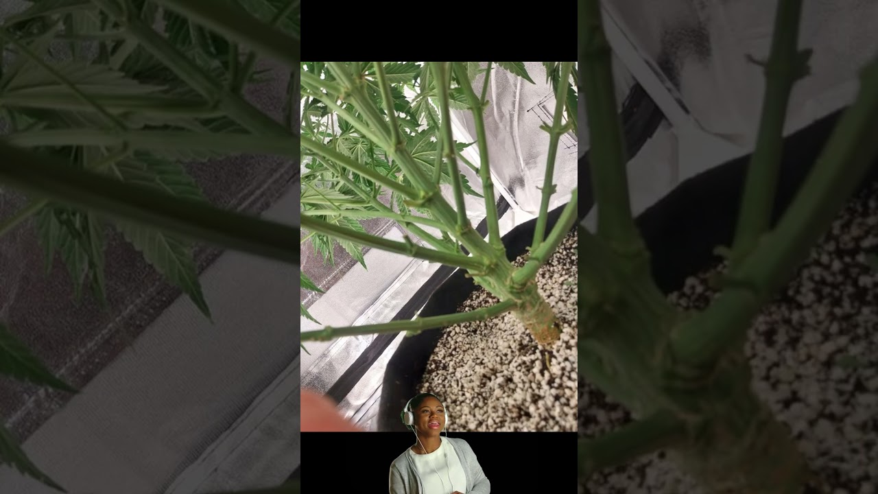 Growing Marijuana Autoflower Day 38 When should I switch to full bloom nutrients