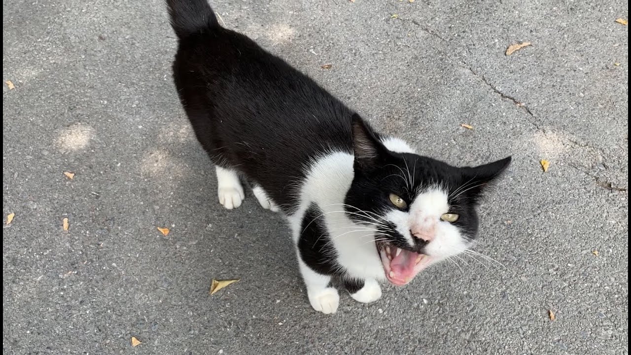 Кот-смокинг тихо интересно мяукает