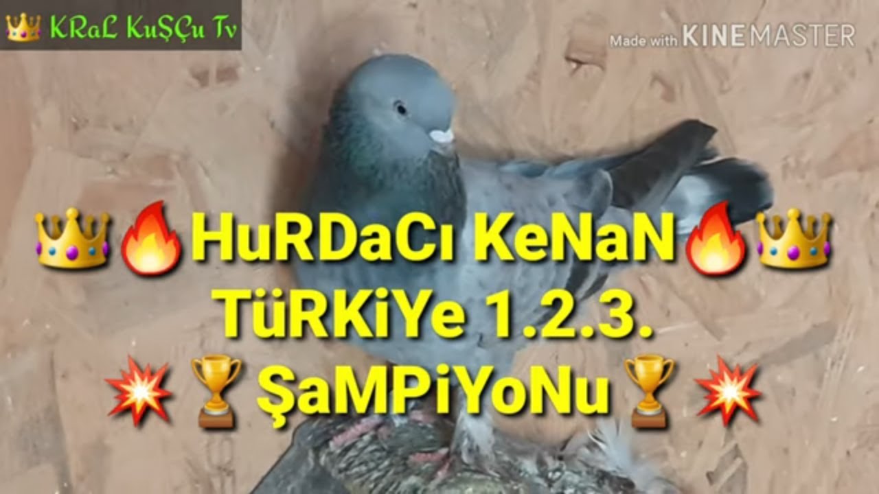 ИГРОК ПРАВИТЕЛЬСТВЕННАЯ ИГРА ПТИЦЫ ПТИЦЫ ПОСЕТЯТ ЭКРА...