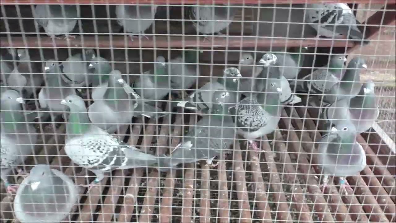 Młodzi kibice przed wolierą Jerzy Mierzwa tel 663 946 141