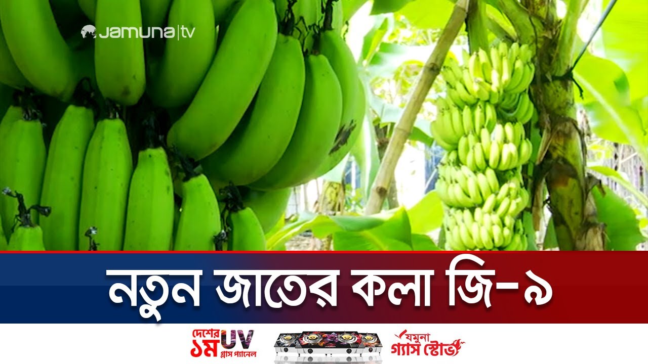 খুলনায় নতুন জাতের কলা জি-৯  চাষ;  এক কাদিতে ২০০‘র বেশি কলা | G9 | Khulna | Banana | Jamuna TV