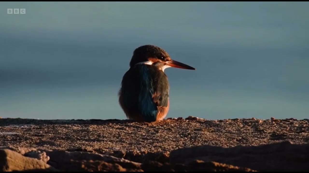 Introduction: Winter views of RSPB Arne in Dorset | Winterwatch 2024