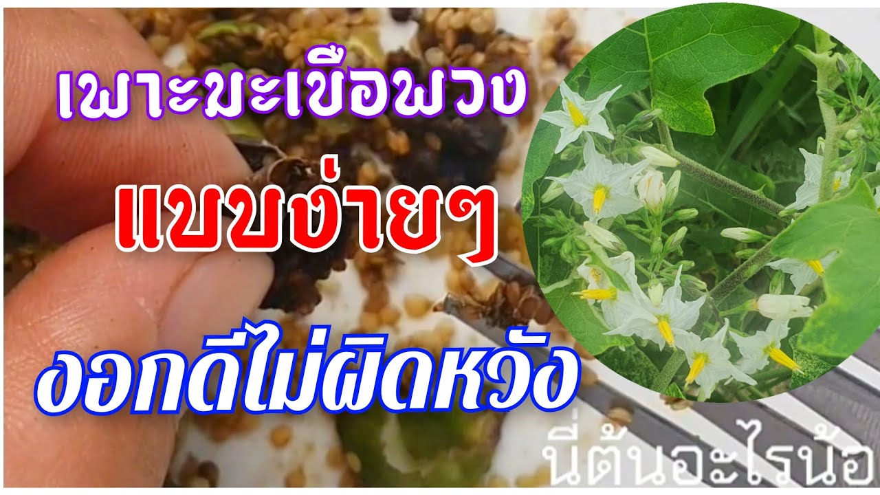 เพาะมะเขือพวงแบบง่ายๆงอกดีไม่ผิดหวัง