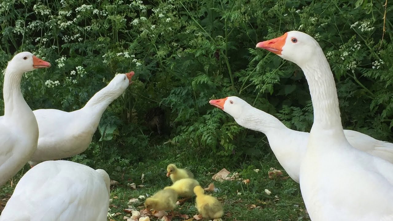 Gans