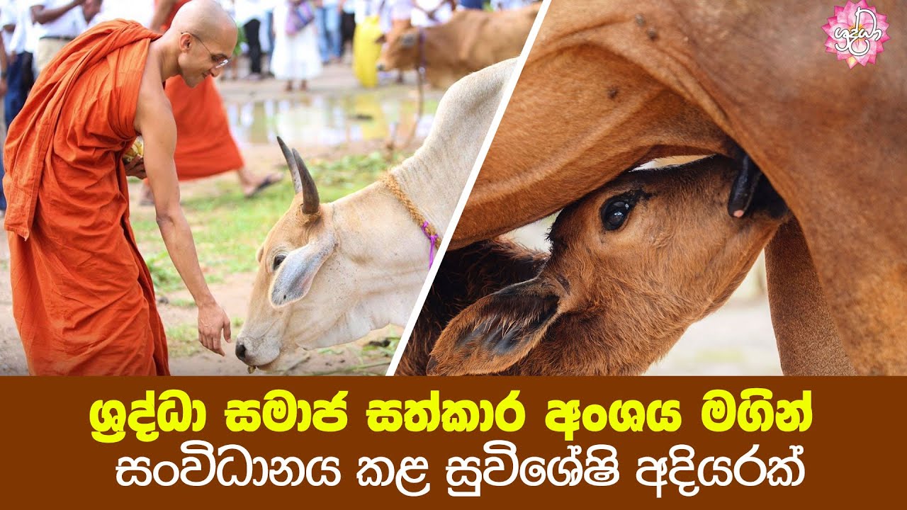 ශ‍්‍රද්ධා සමාජ සත්කාර අංශය මගින් සංවිධානය කළ සුවිශේෂි අදියරක්… Shraddha Abaya Dana