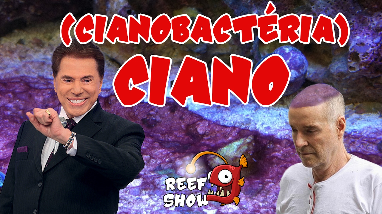 Reef Show #16 - Ciano (cyanobacteria) - Aqu&aacute;rio Marinho