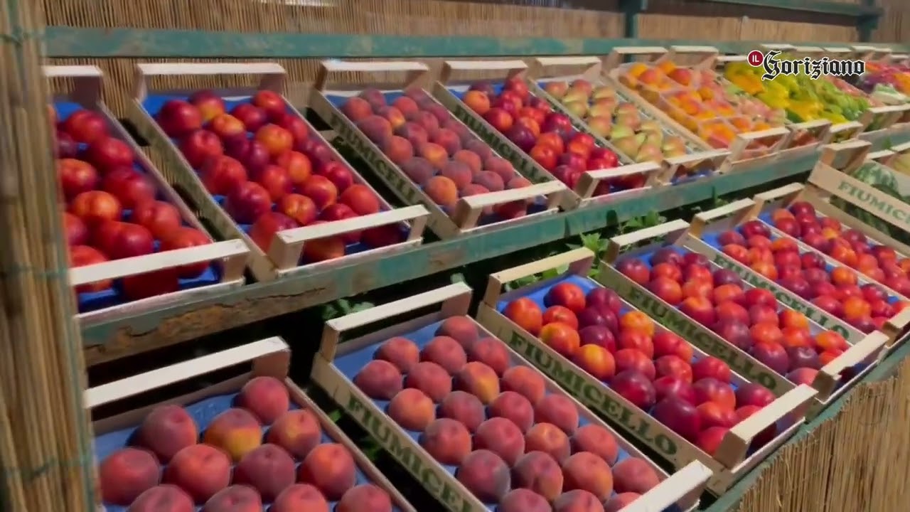 La 66esima Mostra Regionale delle Pesche di Fiumicello premia i frutti più belli e più buoni