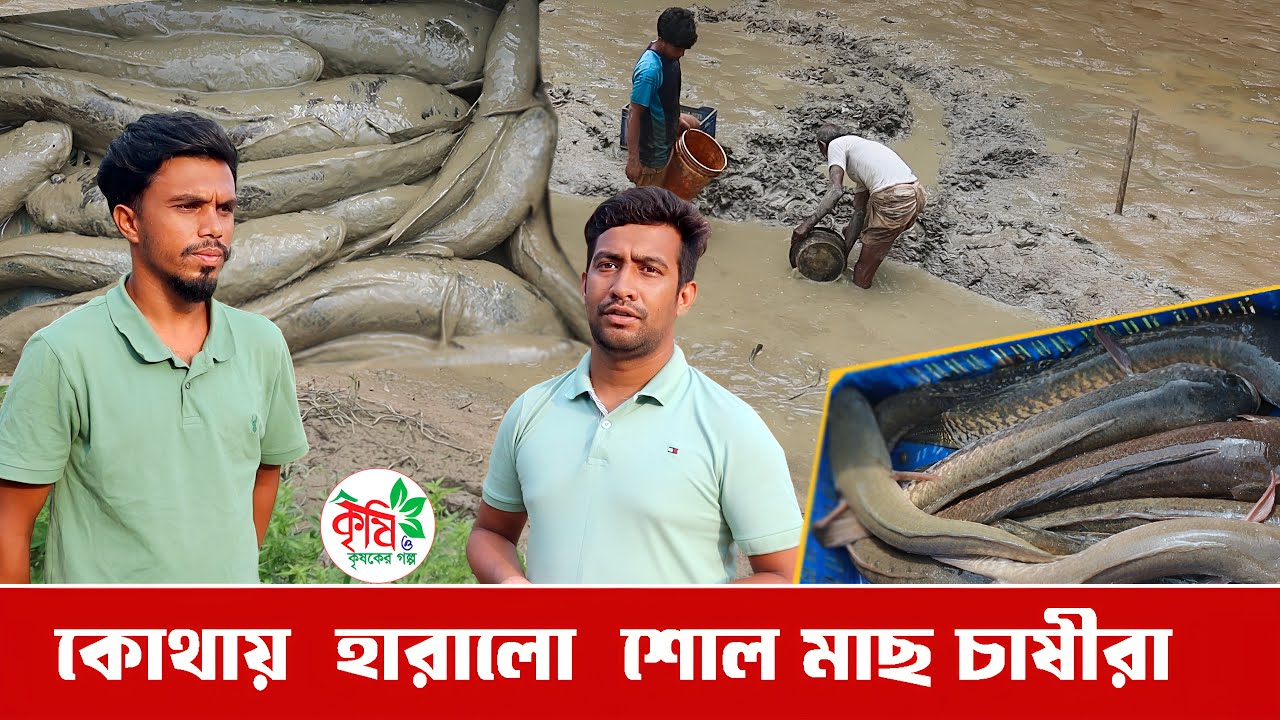 কোথায় হারালো শোল মাছ চাষীরা । BD FISH FARM