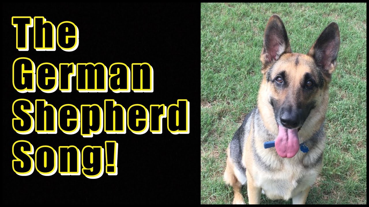 The German Shepherd Song!