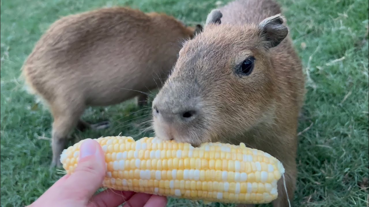 Capybara Eats Corn and Dies (How to take ducks from the park)