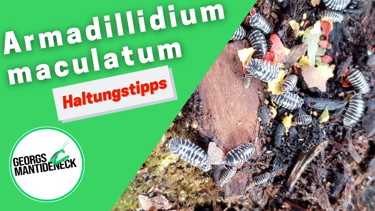Haltungstipps für die Armadillidium maculatum (Zebrarollassel)