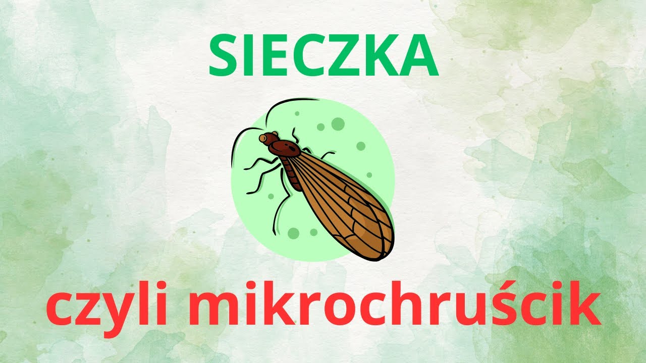 👉Mikrochuścik CDC Caddis CDC👈