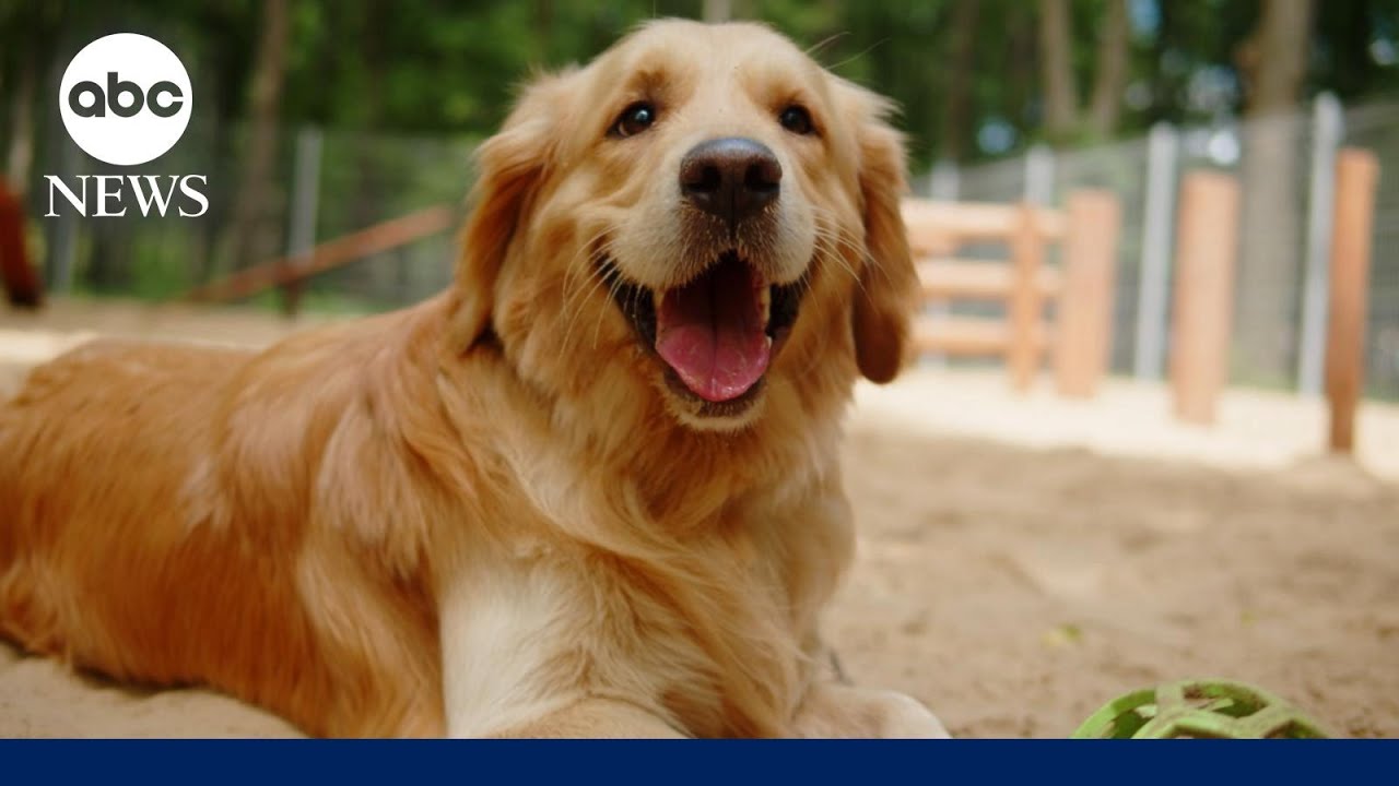 Mystery illness affecting dogs nationwide