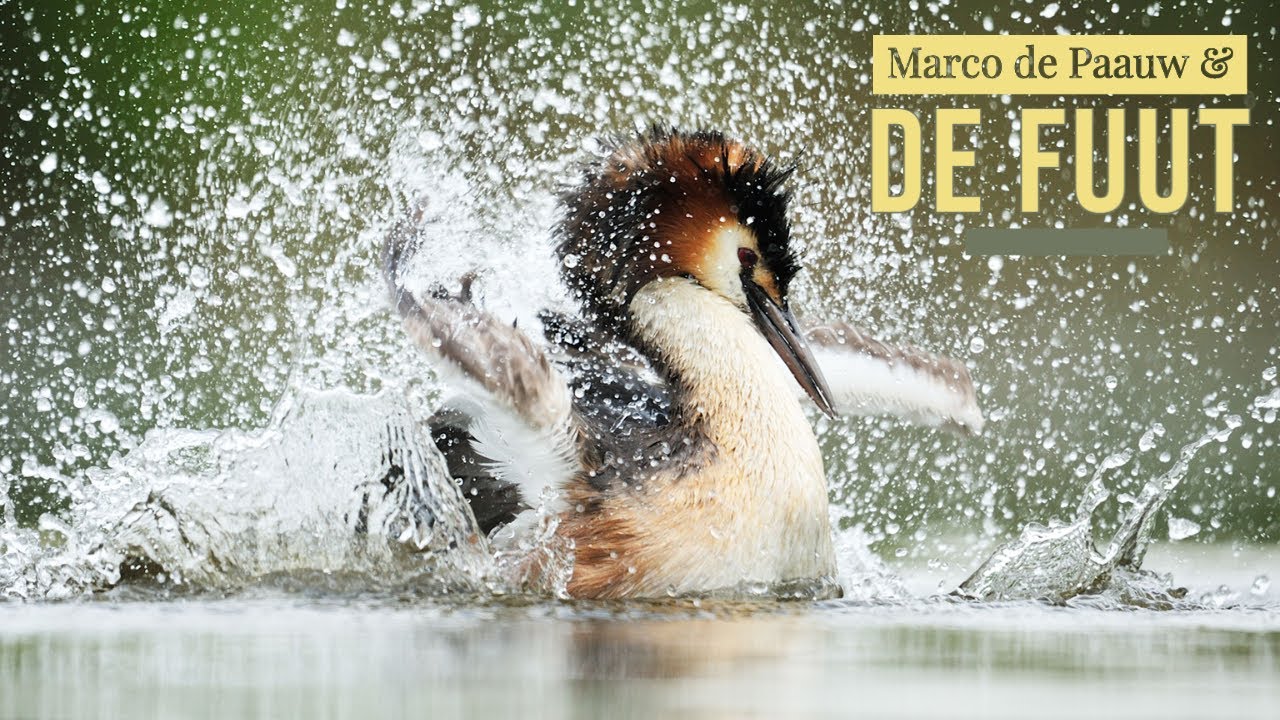 Documentaire: Natuurfotograaf Marco de Paauw en de fuut