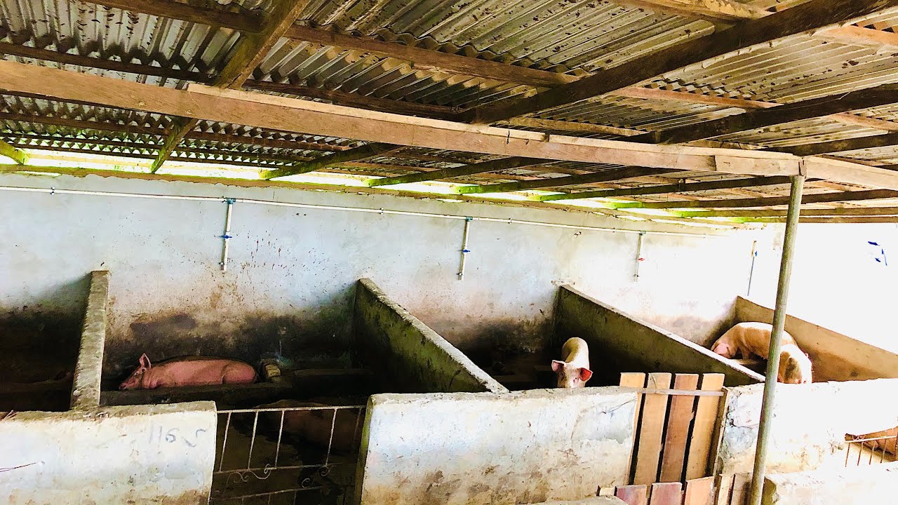Don&rsquo;t Start A Pig Farm If You Haven&rsquo;t Met These Requirements