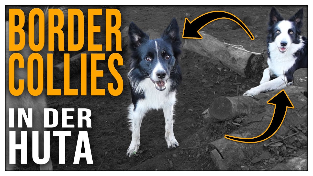 Wie Hütehunde spielen - Border Collies bei der Arbeit - Reaction