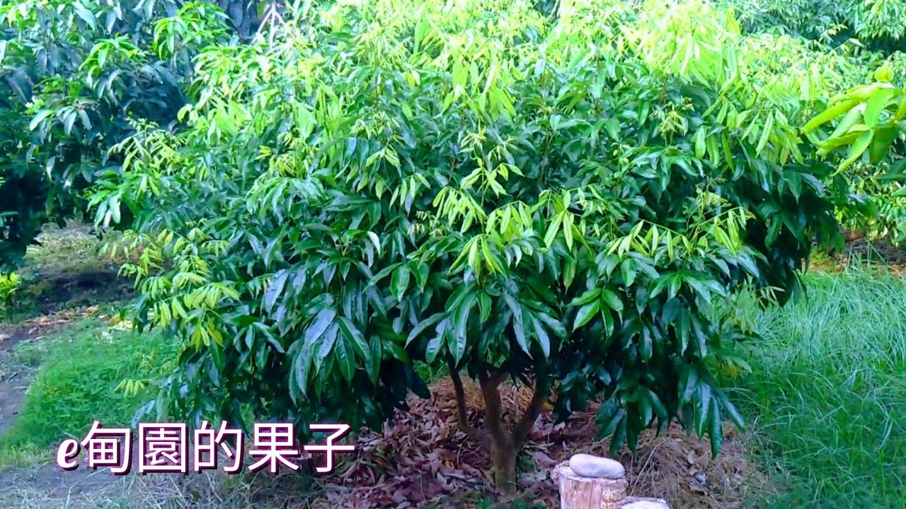「玉荷包」荔枝6/16矮化修剪後，抽第三次新梢(培養次年結果枝)。2022年8月31日