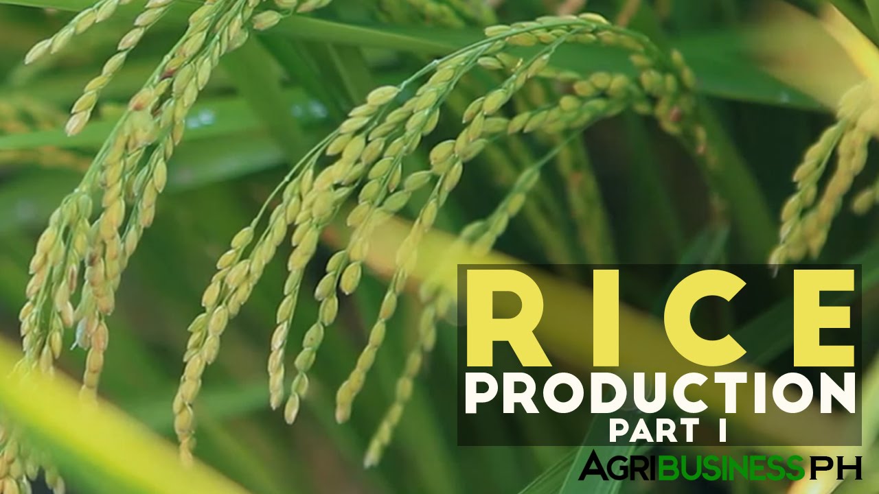 Rice Production Part 1 :  Rice Production in the Philippines | Agribusiness Philippines