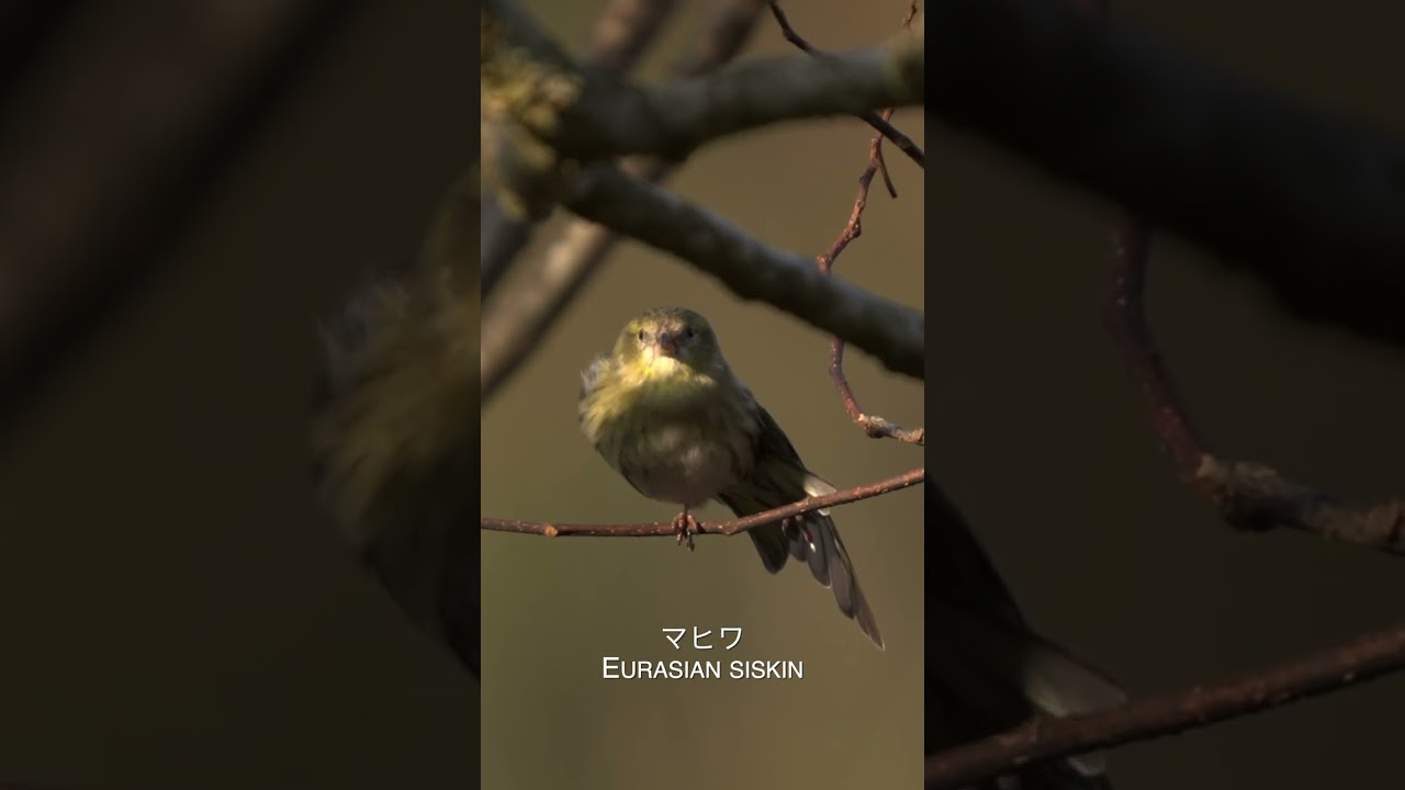 マヒワ Eurasian siskin