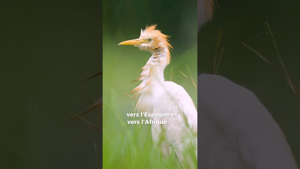 Le H&eacute;ron garde-boeufs #faune #nature #ornithologie