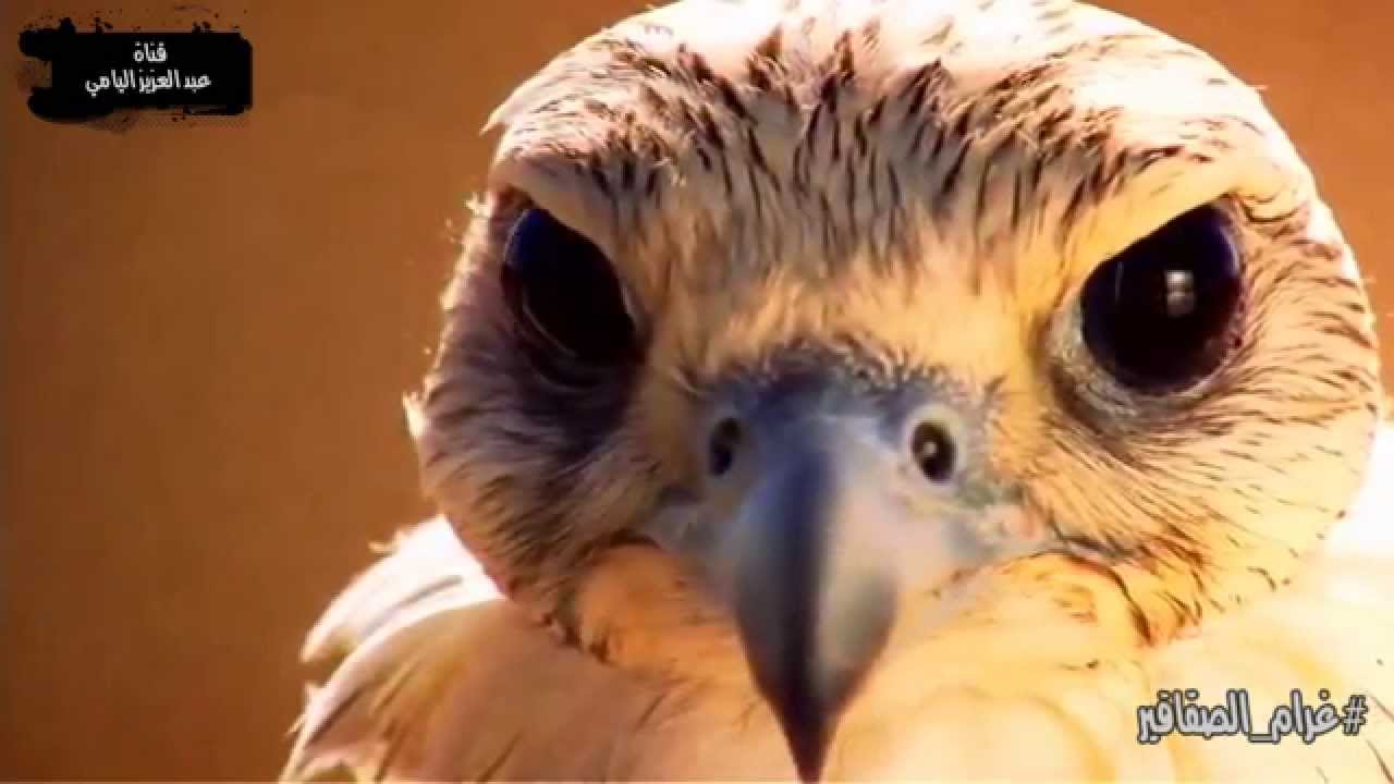 غرام الصقاقير | كلمات الشاعر الصقار: مبارك بن ناصر ال شافي الهاجري | اداء : عبد العزيز اليامي